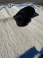 Nacho, a male Giant Schnauzer for sale in Evensville, TN – 3 of 6