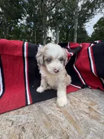 Koa, a male Miniature Aussiedoodle for sale in Evensville, TN – 5 of 7