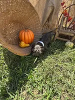 Nutty Buddy, a male Miniature Aussiedoodle for sale in Evensville, TN – 4 of 5