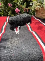 Daliha, a female Poodle - Miniature  for sale in Evensville, TN – 3 of 6