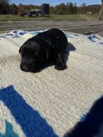 Taco, a male Giant Schnauzer for sale in Evensville, TN – 3 of 6
