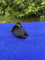 Charlie, a male Miniature Dachshund for sale in Evensville, TN – 10 of 10