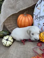 Portlyn, a male Labradoodle for sale in Evensville, TN – 8 of 8