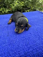 Charlie, a male Miniature Dachshund for sale in Evensville, TN – 4 of 10
