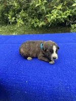 Scout, a female Australian Cattle Dog for sale in Evensville, TN – 7 of 8