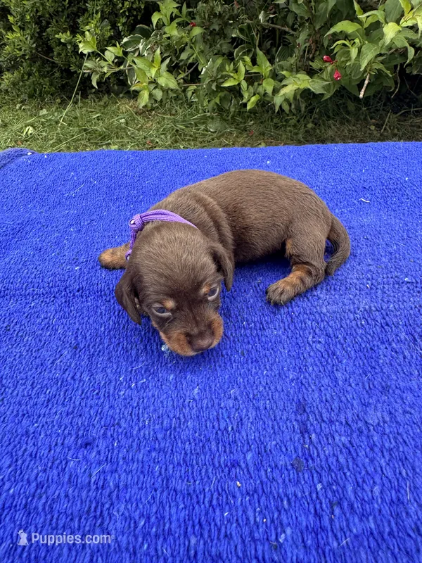 Izzy – Miniature Dachshund puppy for sale in Evensville, TN