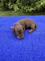 Izzy, a female Miniature Dachshund for sale in Evensville, TN – 1 of 8