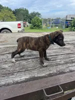 Scout, a female Australian Cattle Dog for sale in Evensville, TN – 2 of 9