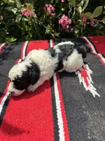 Citation, a female Poodle - Miniature  for sale in Evensville, TN – 7 of 7