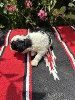 Citation, a female Poodle - Miniature  for sale in Evensville, TN – 5 of 7