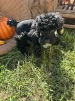 Ocean, a male Miniature Schnauzer and Poodle - Miniature  for sale in Evensville, TN – 6 of 8