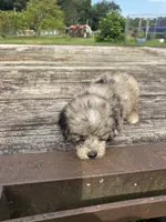 Snickerdoodle, a male Miniature Aussiedoodle for sale in Evensville, TN – 2 of 7