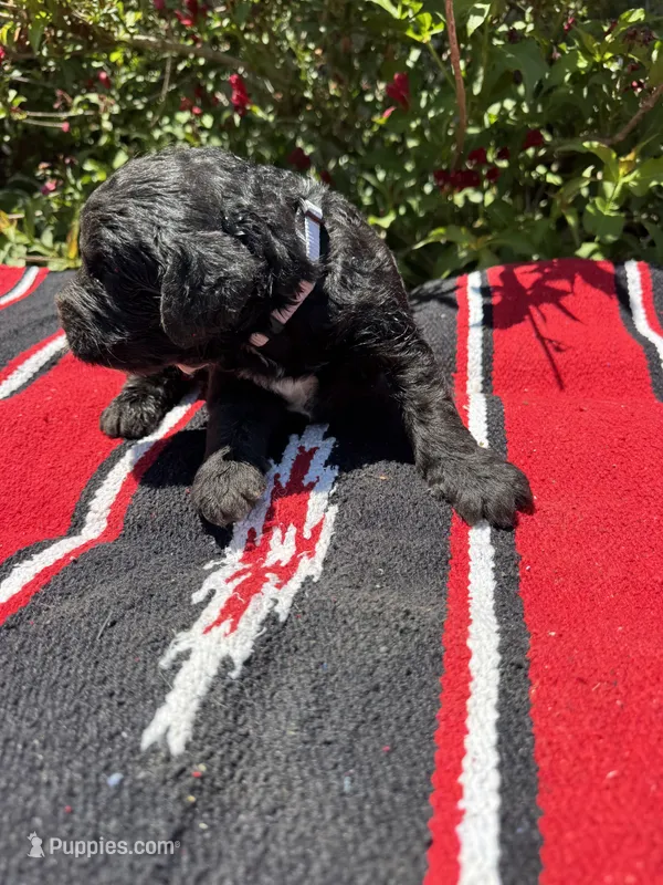 Zane – Sheepadoodle puppy for sale in Evensville, TN