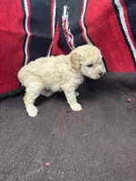 Creek, a male Miniature Schnauzer and Poodle - Miniature  for sale in Evensville, TN – 5 of 9