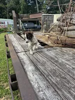 Boomer, a female Australian Cattle Dog for sale in Evensville, TN – 10 of 10