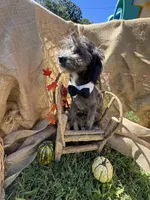 Nutty Buddy, a male Miniature Aussiedoodle for sale in Evensville, TN – 5 of 5