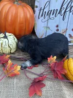 Nathan, a male Miniature Schnauzer and Schnoodle for sale in Evensville, TN – 5 of 5