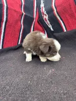 Peanut, a male Miniature Australian Shepherd for sale in Evensville, TN – 6 of 7