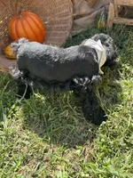 Ocean, a male Miniature Schnauzer and Poodle - Miniature  for sale in Evensville, TN – 3 of 8