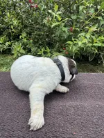 Boomer, a female Australian Cattle Dog for sale in Evensville, TN – 2 of 7