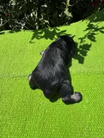 Density, a female Schnoodle for sale in Evensville, TN – 6 of 10