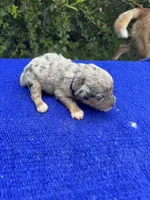 Cosmic Brownie, a male Miniature Aussiedoodle for sale in Evensville, TN – 5 of 10