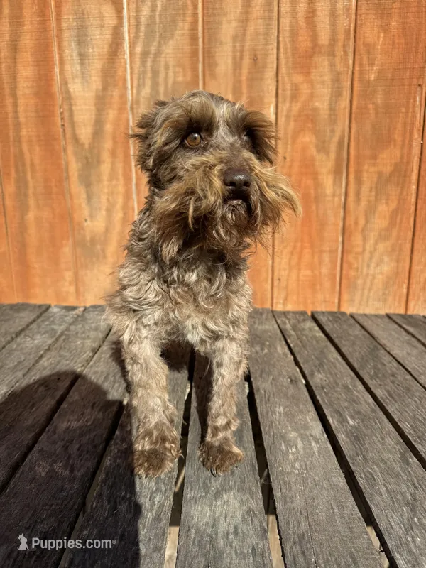 Pretzle – Miniature Schnauzer puppy for sale in Evensville, TN