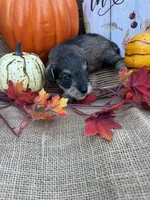 Nev, a female Miniature Schnauzer and Schnoodle for sale in Evensville, TN – 2 of 6