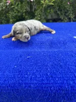 Honey Bun, a female Miniature Aussiedoodle for sale in Evensville, TN – 2 of 8