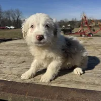 Cheer, a female Miniature Aussiedoodle for sale in Evensville, TN – Photo 1 of 5
