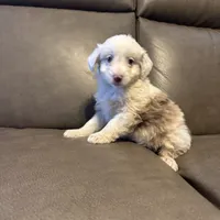 Cheer, a female Miniature Aussiedoodle for sale in Evensville, TN – Photo 5 of 5