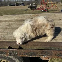 Cheer, a female Miniature Aussiedoodle for sale in Evensville, TN – Photo 2 of 5