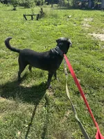 BoBi, a male Labrador Retriever for sale in Evensville, TN – 4 of 5