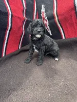 Ocean, a male Miniature Schnauzer and Poodle - Miniature  for sale in Evensville, TN – 8 of 8