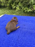 Izzy, a female Miniature Dachshund for sale in Evensville, TN – 7 of 8