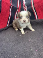 Cranberry, a female Miniature Australian Shepherd for sale in Evensville, TN – 3 of 6