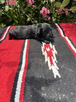 Conrade, a male Schnoodle for sale in Evensville, TN – 5 of 7