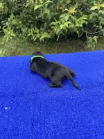 Oliver, a male Miniature Dachshund for sale in Evensville, TN – 5 of 8