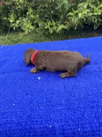 Sadie, a female Miniature Dachshund for sale in Evensville, TN – 6 of 10