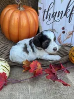 Nollie, a female Schnoodle and Poodle - Miniature  for sale in Evensville, TN – 3 of 7