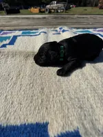 Nacho, a male Giant Schnauzer for sale in Evensville, TN – 2 of 6