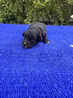 Nutty Buddy, a male Miniature Aussiedoodle for sale in Evensville, TN – 3 of 7