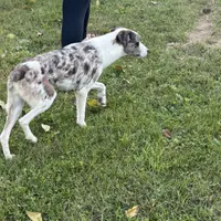 Tucker, a male Australian Shepherd for sale in Evensville, TN – Photo 2 of 4