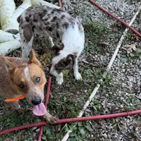 Tucker, a male Australian Shepherd for sale in Evensville, TN – Photo 4 of 4