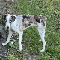 Tucker, a male Australian Shepherd for sale in Evensville, TN – Photo 1 of 4