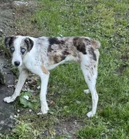 Tucker, a male Australian Shepherd for sale in Evensville, TN – Photo 1 of 4