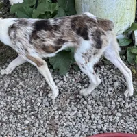 Tucker, a male Australian Shepherd for sale in Evensville, TN – Photo 3 of 4