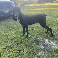 Beauty, a female Poodle - Standard  for sale in Evensville, TN – Photo 1 of 3