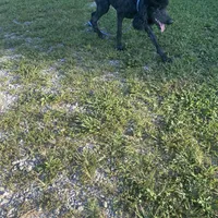 Beauty, a female Poodle - Standard  for sale in Evensville, TN – Photo 3 of 3