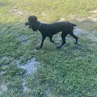 Beauty, a female Poodle - Standard  for sale in Evensville, TN – Photo 2 of 3